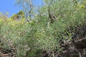 Crown of thorns (Engl.)