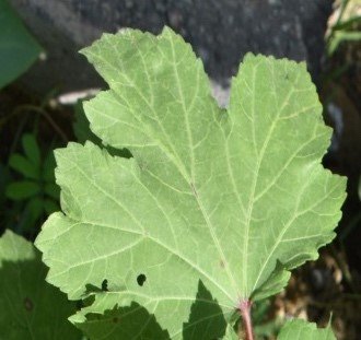 Okra (Bis.)