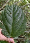 Langganasi (Bis.)