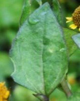Kaopongot yellow (Bis.)