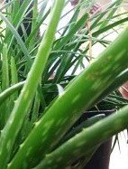 Aloe vera (Engl.)