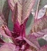 Kudyapa na violet (Bis.)