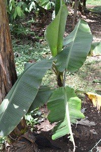 Saging (Tag., C. Bis.)