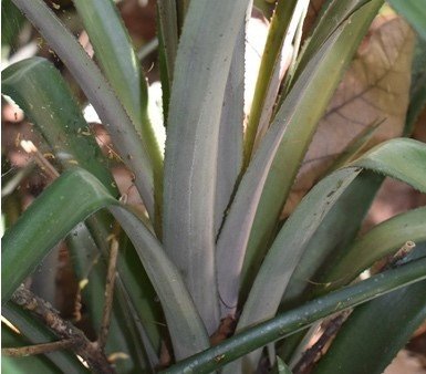 Pinya (Bis.)