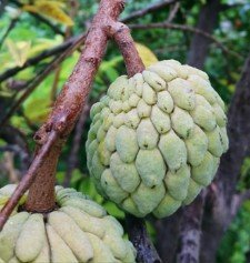 Atis (Bis.)