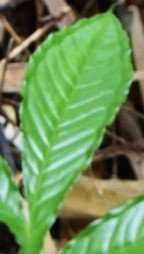 Malakapayas (Bis.)