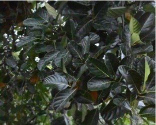 Nangka (Bis.)