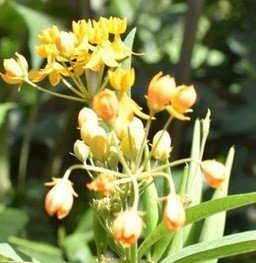 Unknown (plant w, yellow flower)
