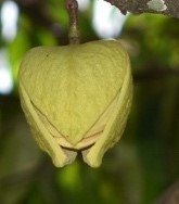 Balimbing (Bis.)