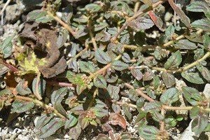 Bolobotonis (Pamp.)