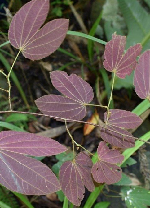 Alibangbang na violet, Bagon-bagon (Bis.)