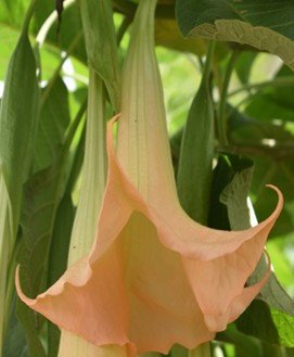 Katsubong (Bis.)